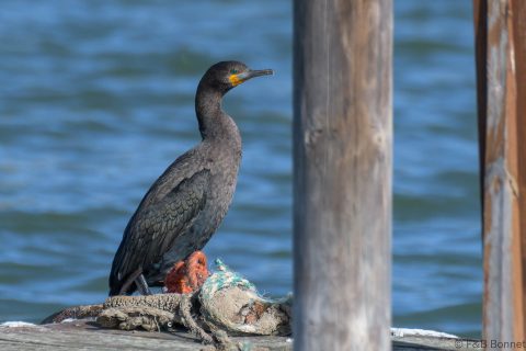 Cape Cormorant_South Africa-2