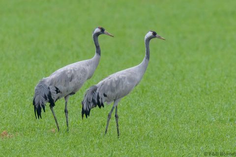 Common Crane_France-1