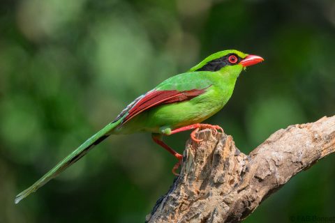 Common Green Magpie_China-2