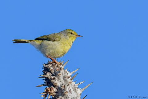 Common Jery_Madagascar-1