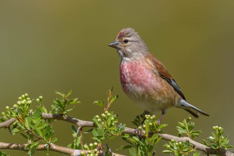 Common Linnet_Spain-8