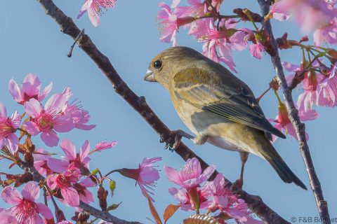 Common Rosefinch_Thailand-6