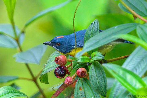 Crimson-breasted Flowerpecker_Thailand-2