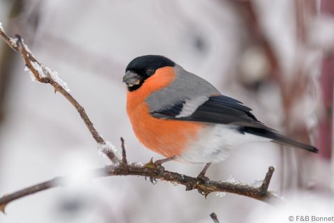 Eurasian Bullfinch_Spain-5