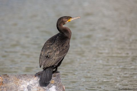 Great Cormorant_France-2