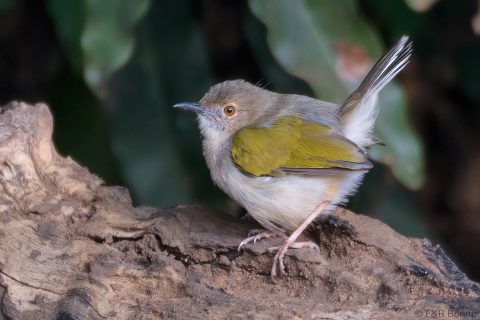 Grey-backed Camaroptera_South Africa-1