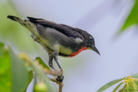 Grey-sided Flowerpecker_Indonesia-2
