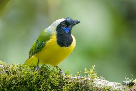 Inca Jay_Ecuador-3
