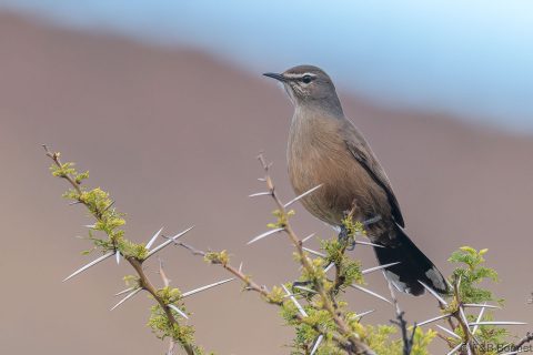 Karoo Scrub-Robin_South Africa-1