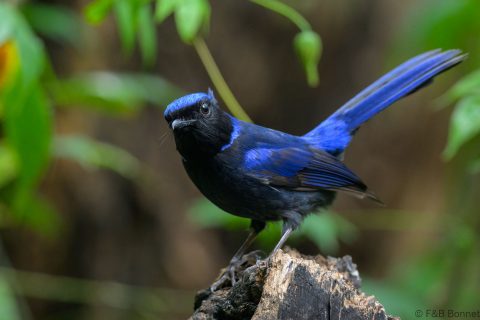 Large Niltava_China-6