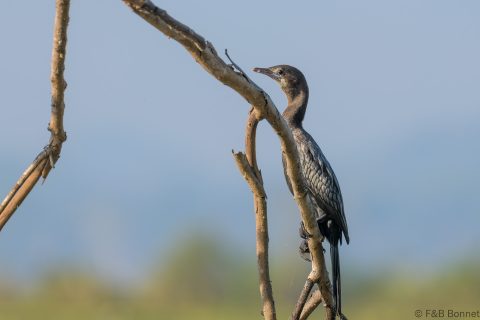 Little Cormorant_Thailand-1