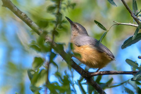 Long-billed Crombec_South Africa-1