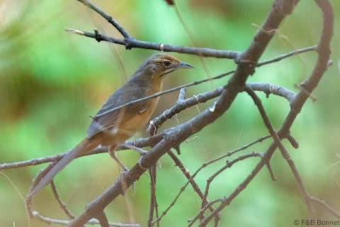Moustached Grass Warbler_Senegal-1