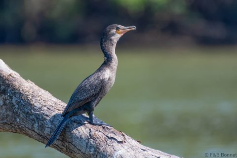 Neotropic Cormorant_Costa Rica-2