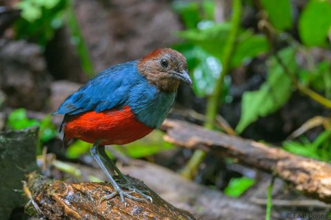 North Moluccan Pitta_Indonesia-6