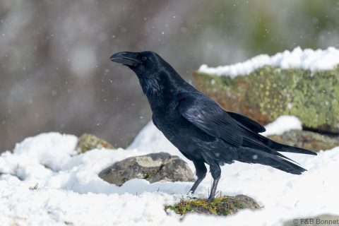 Northern Raven_Spain-1
