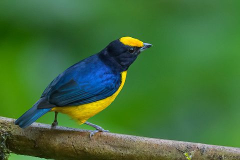 Orange-bellied Euphonia_Ecuador-5