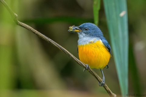 Orange-bellied Flowerpecker_Thailand-9