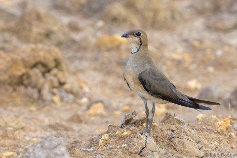 Oriental Pratincole_Thailand-1