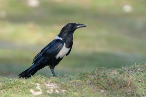 Pied crow madagascar 1