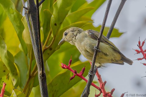 Plain Flowerpecker_Thailand-4