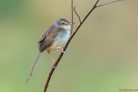 Plain Prinia_Thailand-4