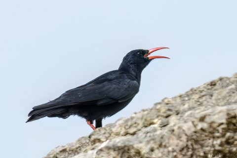 Red-billed Chough_Spain-1
