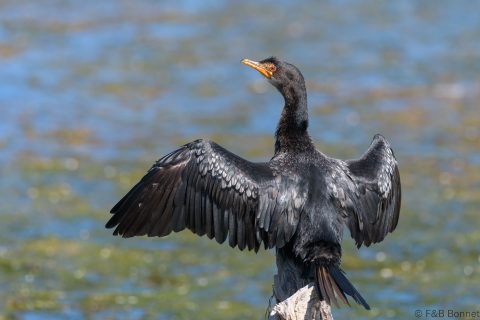 Reed Cormorant_South Africa-2