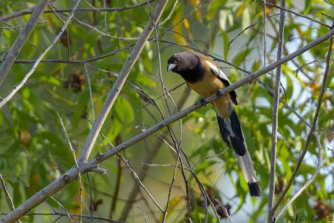 Rufous Treepie_Thailand-1
