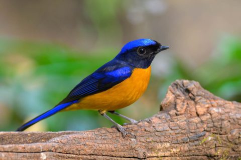 Rufous-bellied Niltava_China-4