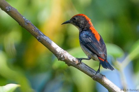 Scarlet-backed Flowerpecker_Thailand-4