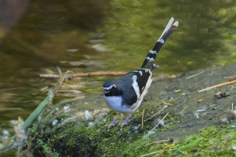 Slaty-backed Forktail_Thailand-1