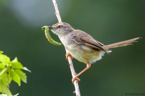 Tawny-flanked Prinia_South Africa-6