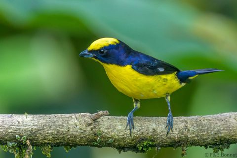 Thick-billed Euphonia_Ecuador-7