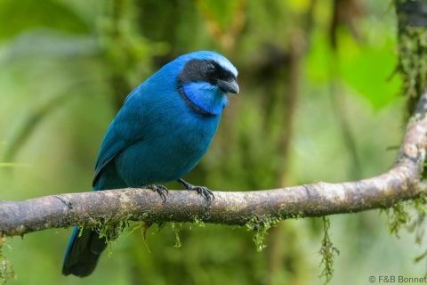 Turquoise Jay_Ecuador-2