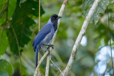 Violaceous Jay_Ecuador-2
