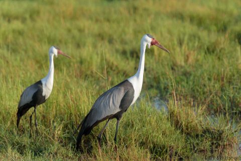 Wattled Crane_Botswana-1