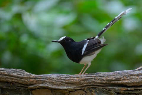 White-crowned Forktail_China-4ail china 4