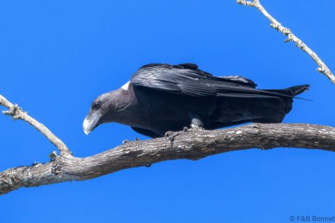 White-necked Raven_South Africa-1