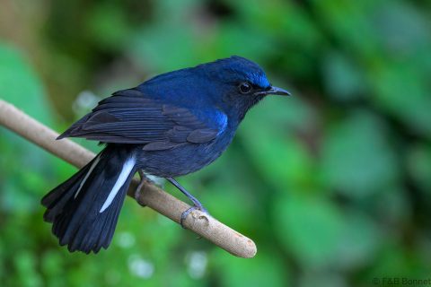 White-tailed Robin_China-3