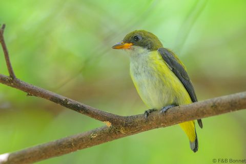 Yellow-sided Flowerpecker_Indonesia-7