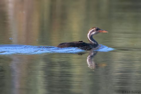 African Finfoot_South Africa-1