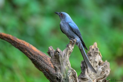 Ashy Drongo_China-4