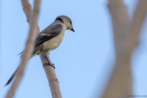 Ashy Minivet_Thailand-1