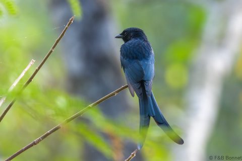 Black Drongo Thailand 1
