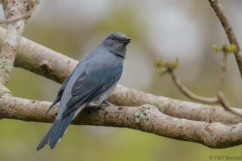 Black-winged Cuckooshrike_Thailand-1