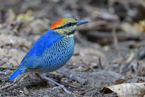 Blue Pitta_Thailand-4
