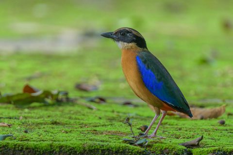 Blue-winged Pitta_Thailand-4