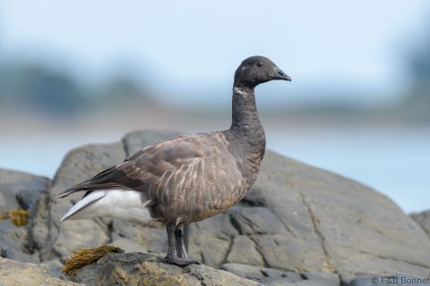 Brant Goose_France-2