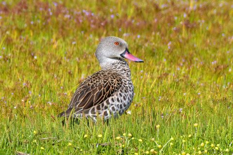 Cape Teal_South Africa-1